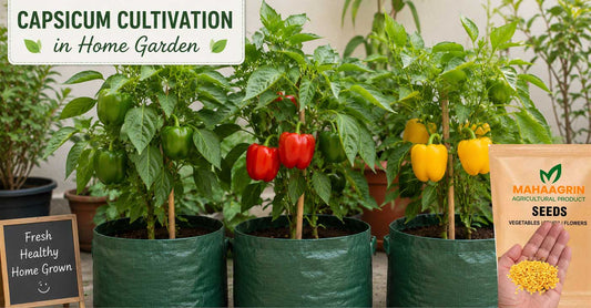 Grow Bell Peppers (Capsicums) In Pots, Buy Seeds Online – Premium Capsicum Seeds for Kitchen garden