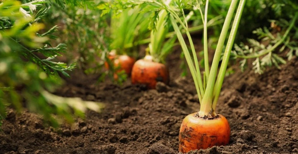 Easy Home Gardening in Pots &amp; Grow Bags | Buy Carrot Seeds Online