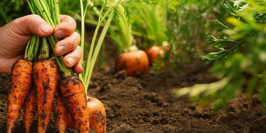 Best Time for Carrot Cultivation during Winter in Kerala | Buy Carrot Seeds Online