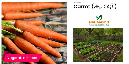 Buy Carrot Seeds Online – Hybrid Vegetable Seeds for Improved Yield and Health