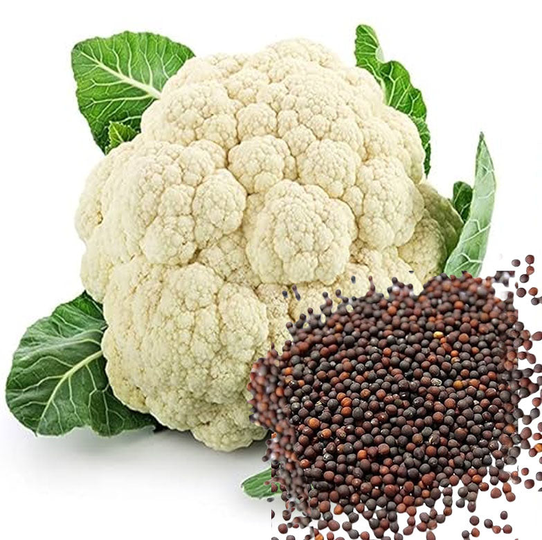 Buy Cauliflower Seeds Online – Ensuring Reliability and High-Quality Yields