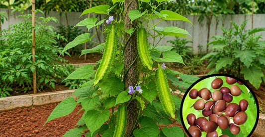 August–September: Best Time to Grow Protein-Rich Chathurapayar at Home-buy seeds now