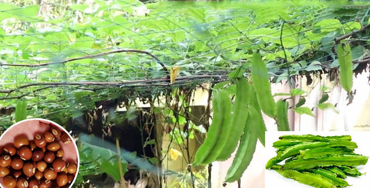 Winged Beans (Chathurapayar): A Storehouse of Protein – Buy Seeds Online