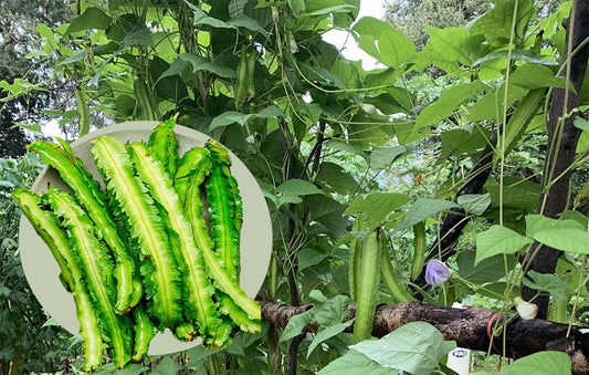 Buy Winged Beans Seeds Online – Grow a Protein-Rich Super Vegetable at Home