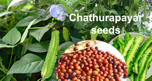 Buy Winged Bean Seeds Online – Perfect for Kitchen Gardening, Buy Seeds Online