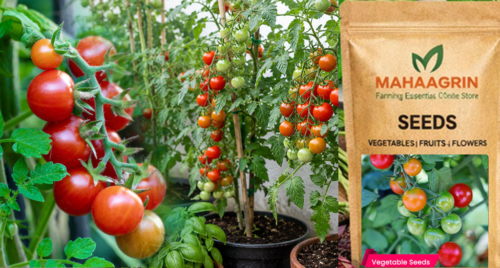 Tomato Seeds for Rainy Season Cultivation – High-Yield Hybrid and Traditional Varieties Buy Now