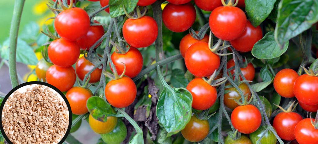 Grow Sweet, Juicy Cherry Tomatoes at Home – Buy Premium Cherry Tomato Seeds Online