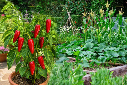 Bullet Chilli – Intensely Pungent Variety Chilli Seeds – Buy Seeds Online
