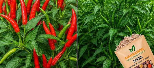 Chilli Ujwal – A High-Yield Chilli Variety with Natural Resistance to Bacterial Wilt and Leaf Curl : Buy Seeds&nbsp;