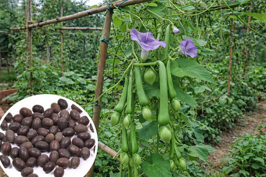 Nithyavazhuthana (Clove Beans) grows anywhere, needs minimal care! Buy seeds online
