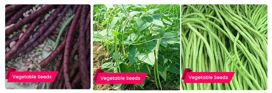 Best 6 Varieties of Cowpea Seeds – Native and Hybrid Cowpea (Payar) Seeds for All-Season Cultivation  Buy High-Yield, Cowpea Seeds Online