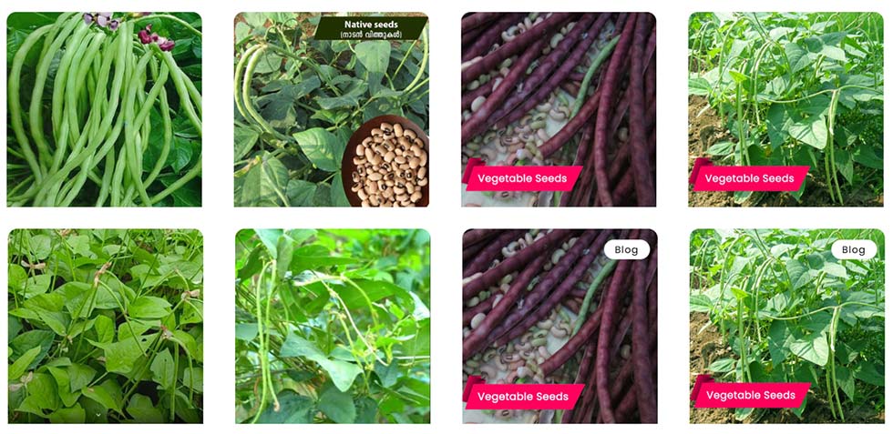 Summer-Ready Cowpea Seeds for Healthy Growth and Better Harvests – Buy Cowpea Seeds Online