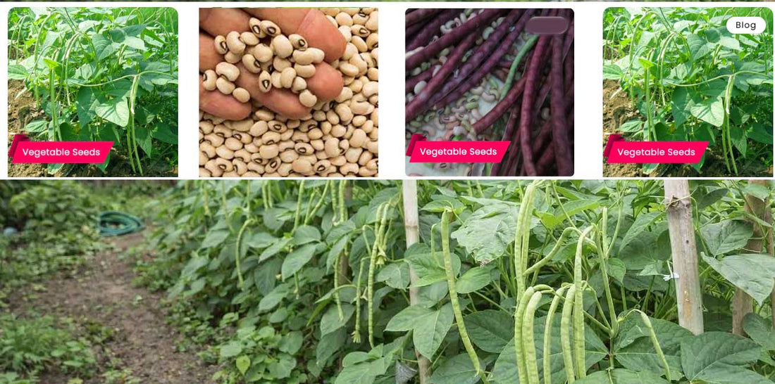 Cowpea (Payar) grows all season in Home garden, needs minimal care! Buy seeds online