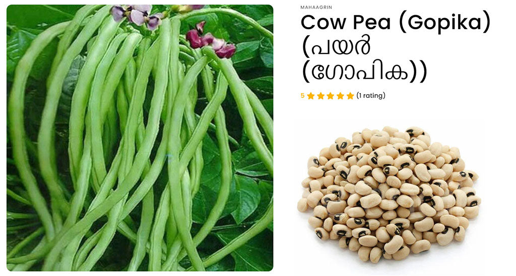 Buy Premium Quality Cowpea Seeds Online – Harvest Fresh Beans in Just 60 Days
