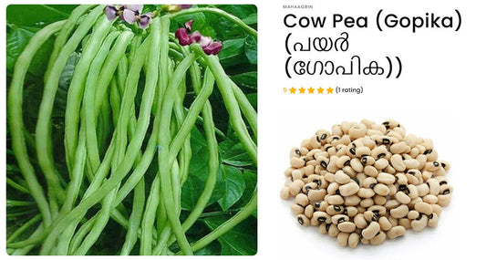 Buy Premium Quality Cowpea Seeds Online – Harvest Fresh Beans in Just 60 Days