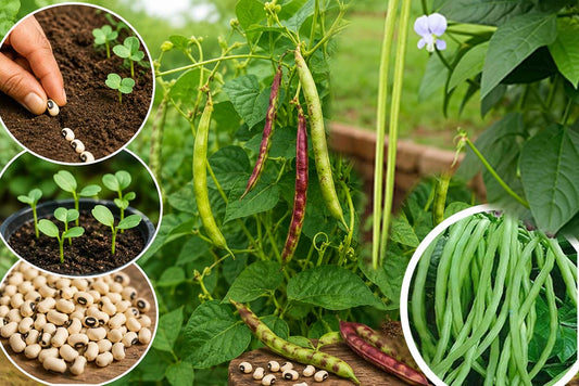 Cultivate Cowpea (Naadan Payar) Now for Onam Harvest: buy seeds now