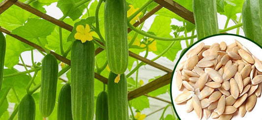 Best Time to Grow Cucumber: Keep Your Summer Fresh and Green! | Buy Cucumber Seeds