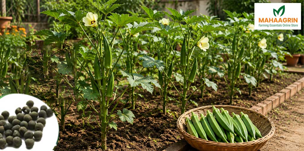 Thiruvathira Njattuvela: Easy Cultivation of Okra (Ladies Finger) During Monsoon – Buy Premium Okra Seeds Online