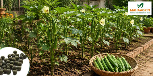 Thiruvathira Njattuvela: Easy Cultivation of Okra (Ladies Finger) During Monsoon – Buy Premium Okra Seeds Online