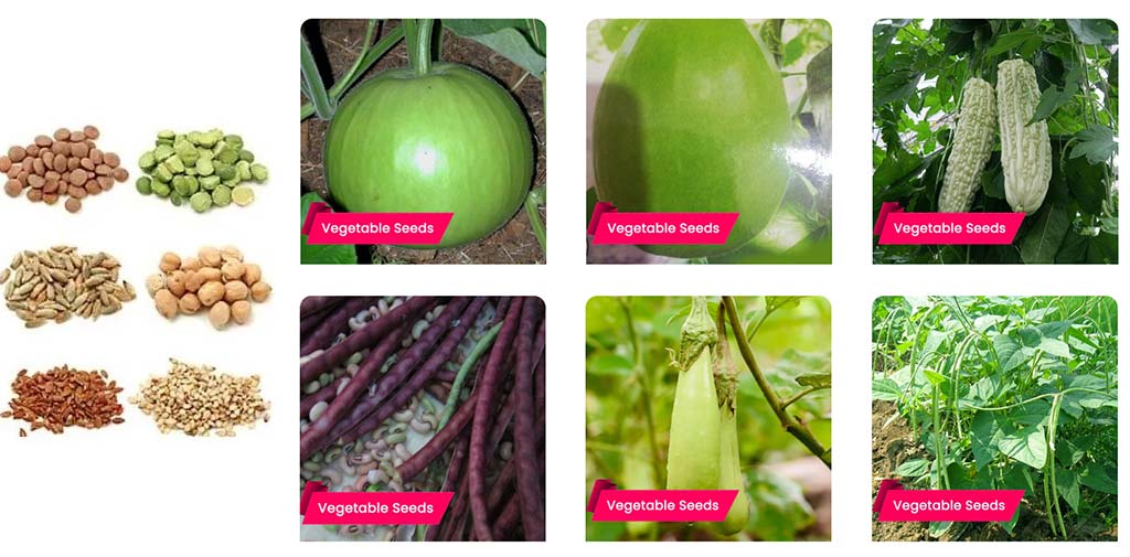 5 Easy to Cultivate Vegetable Seeds at Home; Buy Seeds Online