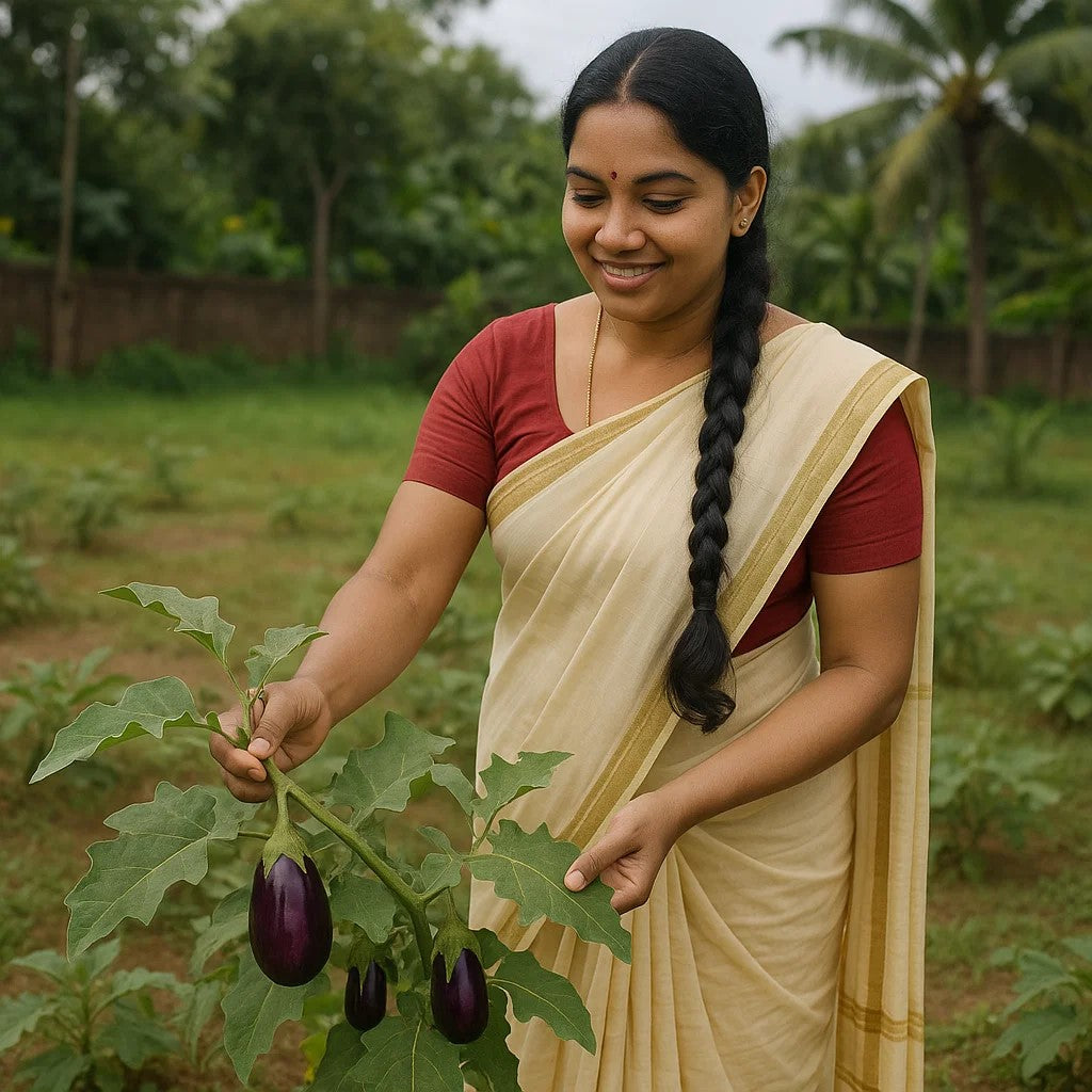 Brinjal – A Rainy Season Vegetable for Your Kitchen Garden; Buy Brinjal White Long Seeds