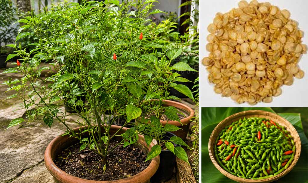 Bird’s Eye Chilli (Kanthari)– Grow During Rainy Season for high yield | Buy Seeds Online