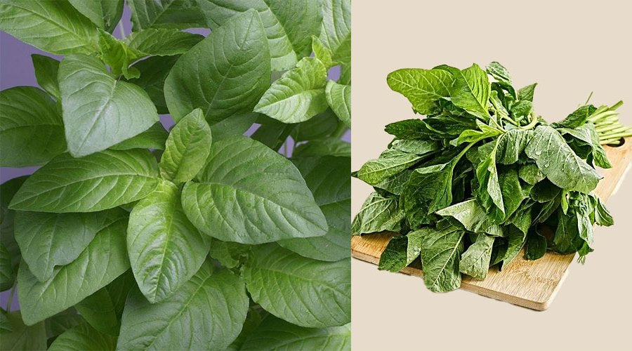 Amaranthus Green: Boost Immunity, Grow Fresh Cheera (Spinach) in Your Garden – Buy Seeds Online