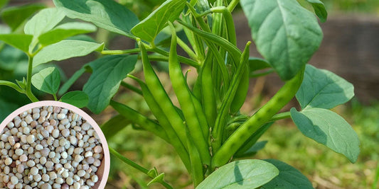 Sow Once, Enjoy All Season – Fresh Cluster Beans from Your Own Backyard | Buy seeds