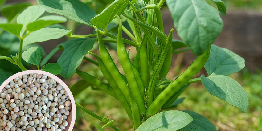 Grow a Healthy Vegetable at Home, Buy Guar (Cluster Beans) Seeds Online