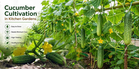 Inchi Vellari (Native Cucumber) Seeds – Grow Fresh,  Healthy Cucumbers at Home | Buy Seeds Online
