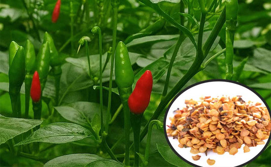 Buy Premium Kanthari Seeds Online in Home Garden – Needs Minimal Care!