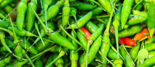 How Hot Are (Kanthari) Bird's Eye Chilli? Buy Bird Eye Chilli seeds online from Mahaagrin.com