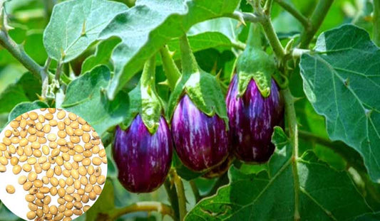 The Easy Kitchen Garden Vegetable for September – Buy Brinjal Seeds Online