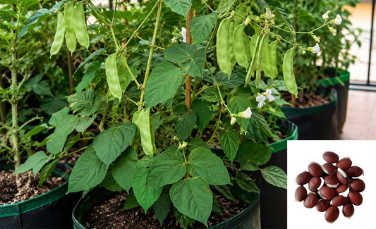 Amara - Lablab Bean: Very Easy to Cultivate in Home Garden During Rainy Season | Buy Seeds