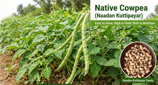 Grow Pure Naadan Payar (Native Cow peas) at Home; Buy Seeds Online