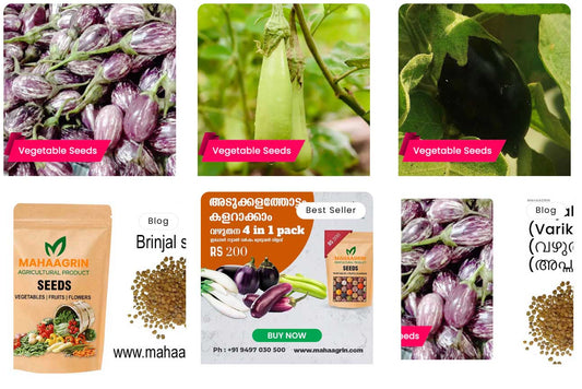 Naadan Vazhuthana Vithukal (Native Brinjal) – Buy Seeds Online | High Germination, High Yield &amp; Pest Resistant