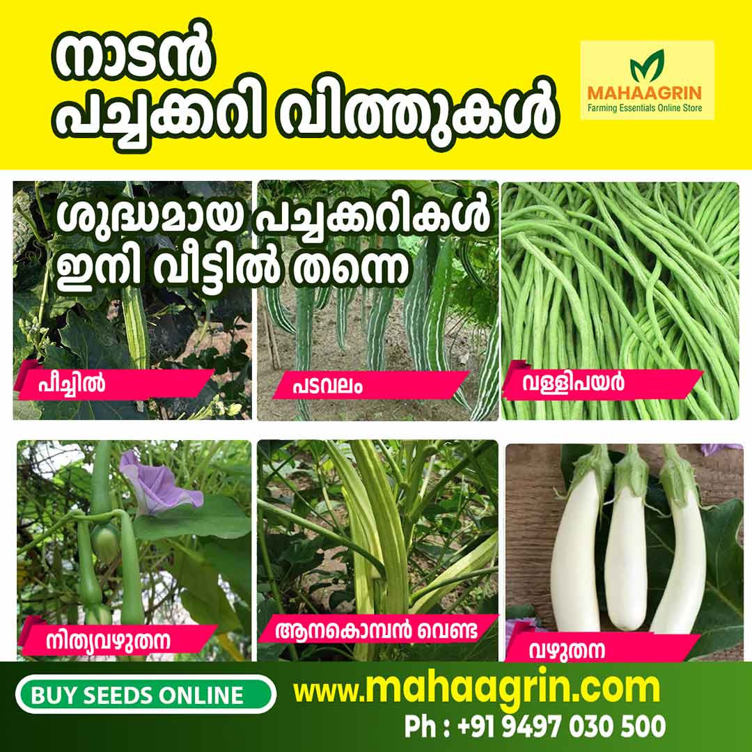 Native Vegetable Seeds Online – High Germination, Pest-Resistant, and Naturally Healthy- Buy Now