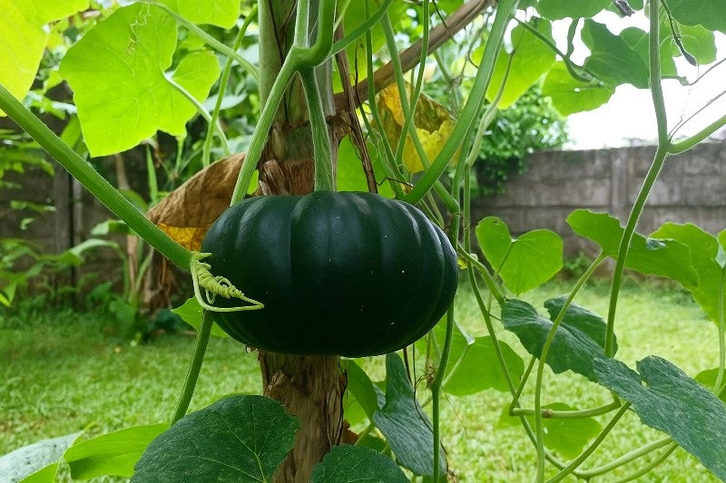 What are the speicalties of Native Vegetables; Buy Native Vegetable Seeds