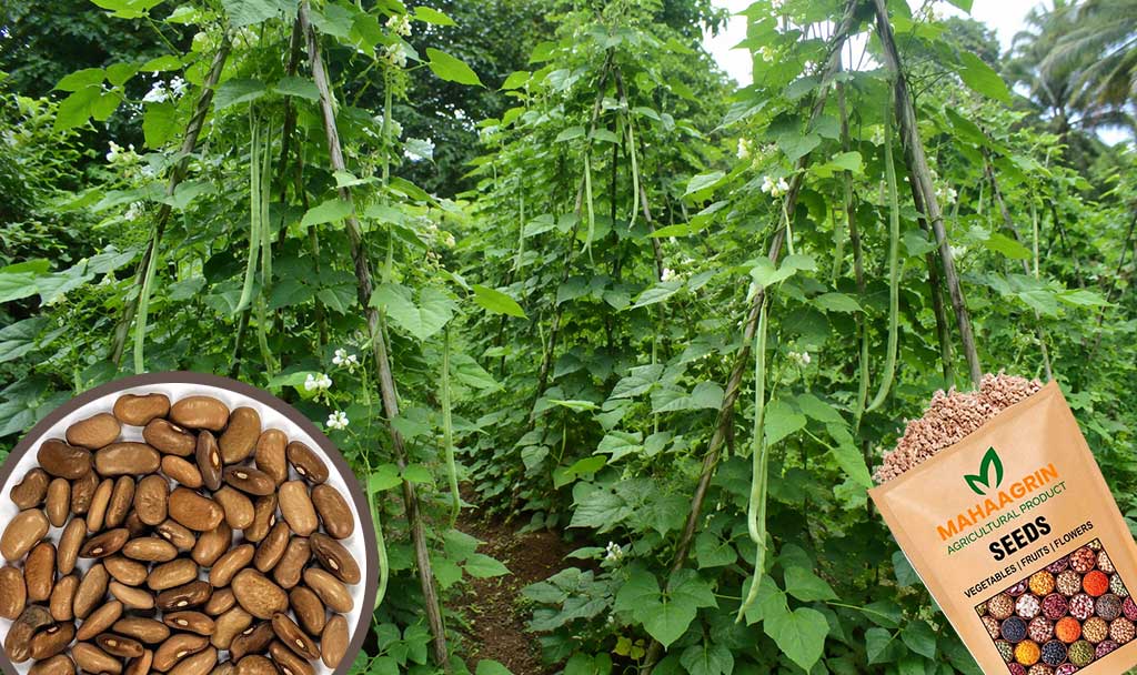 Fresh Harvests, Better Nutrition: Grow Healthy Pole Beans at Home with Premium Quality Seeds