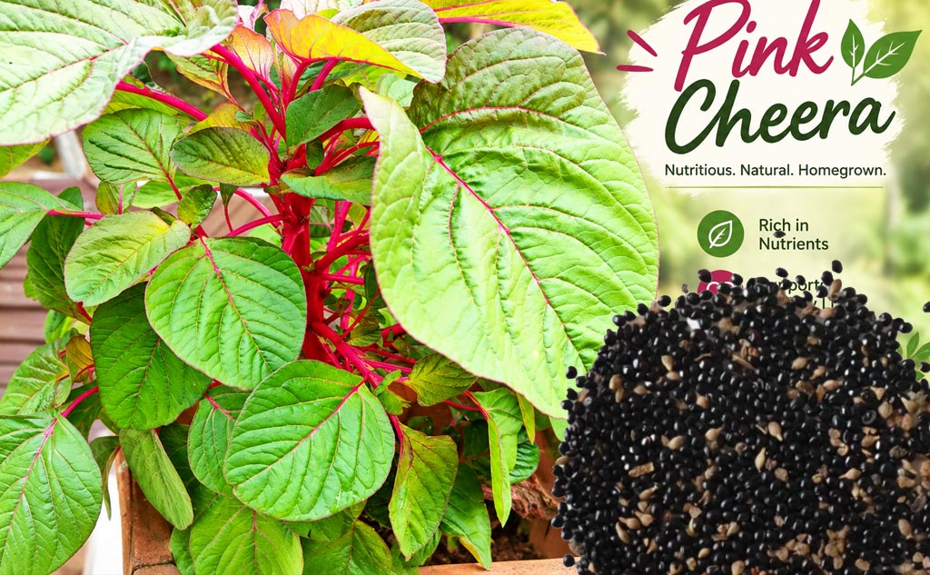 Grow Healthy Amaranth - Pink (Cheera) at Home – How to Cultivate It, Buy Seeds Online