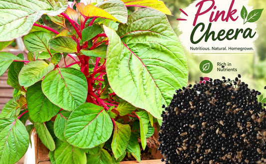 Grow Healthy Amaranth - Pink (Cheera) at Home – How to Cultivate It, Buy Seeds Online