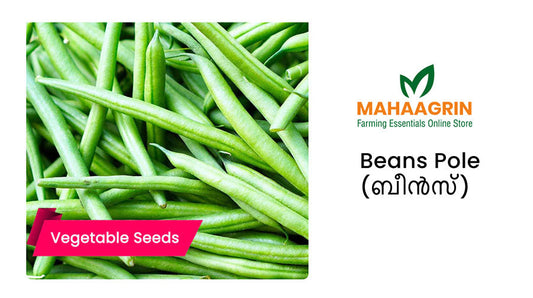 Buy Pole Beans Seeds – Hybrid Vegetable Seeds Online at Mahaagrin
