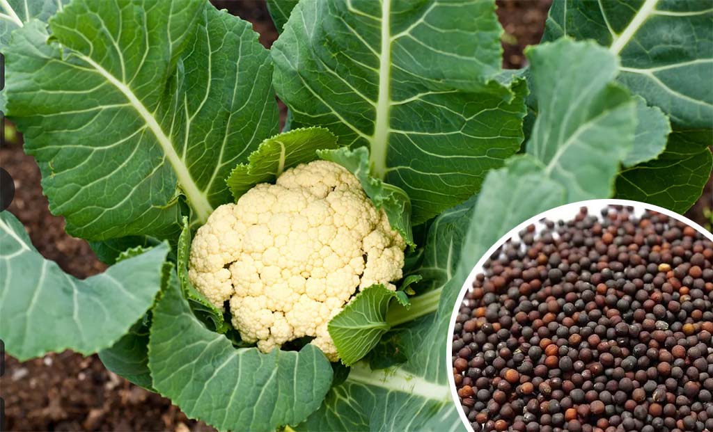 Perfect Winter Vegetable: Cauliflower for October–November Cultivation; Buy Seeds Now