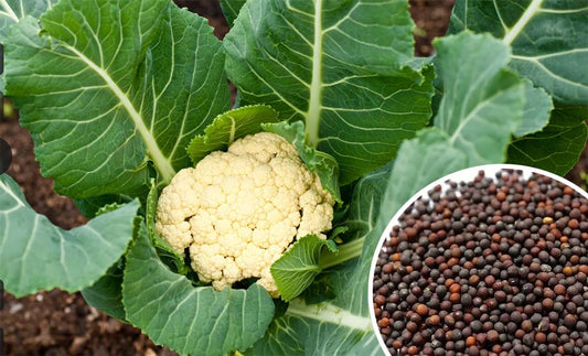 Best time to cultivate Cauliflower; Buy Cauliflower seeds online