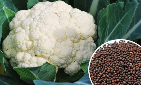 Benefits of Eating Cauliflower; Buy Cauliflower Seeds Online