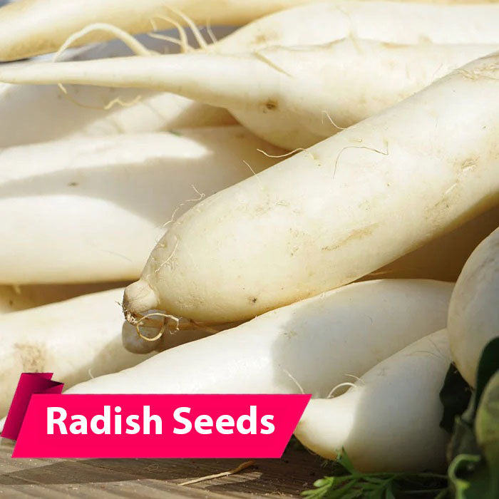 Radish Seeds: Buy Best Quality Seeds Online High-Yielding and Resistant Hybrid by Mahaagrin.com