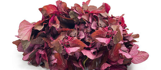 Buy Red Amaranthus Seed Online – Best Quality for Gardening & Health Benefits