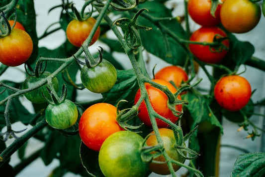 How to Get the Best Yield from Tomato Plants – Buy Tomato Seeds Online