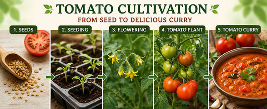 Cultivate Tomato at Home During Onam Season – Buy Premium Tomato Seeds Online