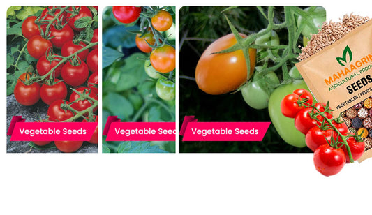 Best 3 Varieties of Tomato Seeds That Give Good yield – Buy best Tomato Seeds Online